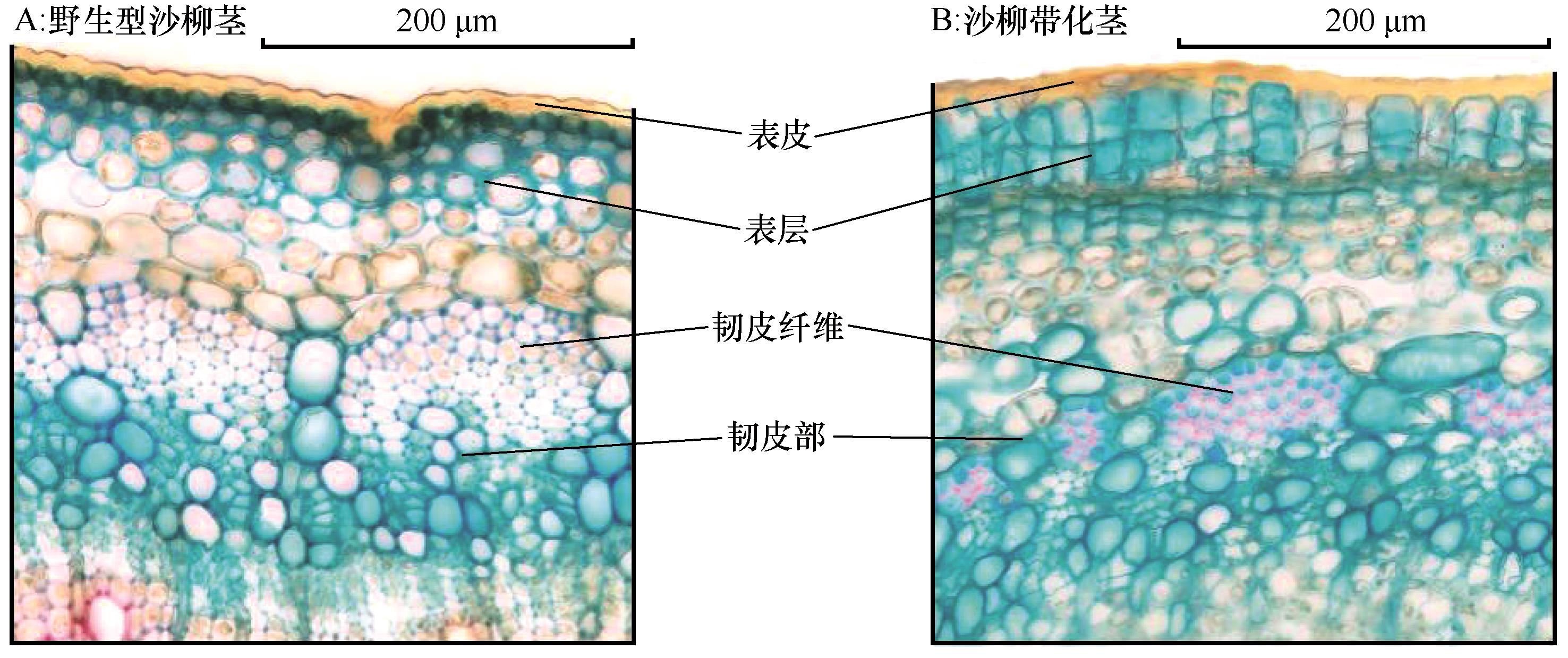 细胞有什么作用?_百度知道