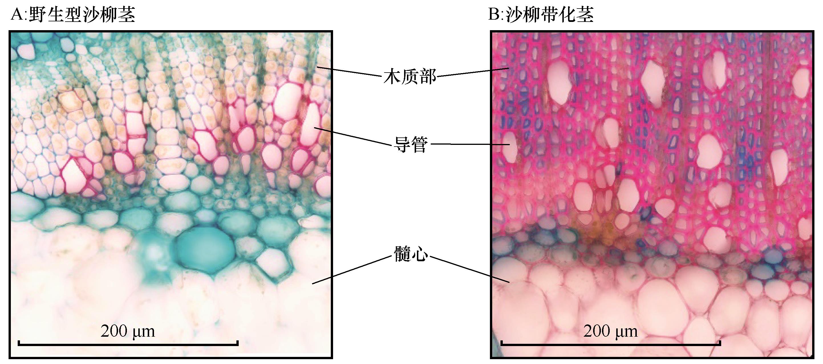 十二经脉 - 中医必备知识 - 轻壹